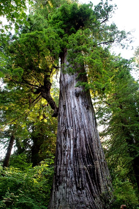Redwood4