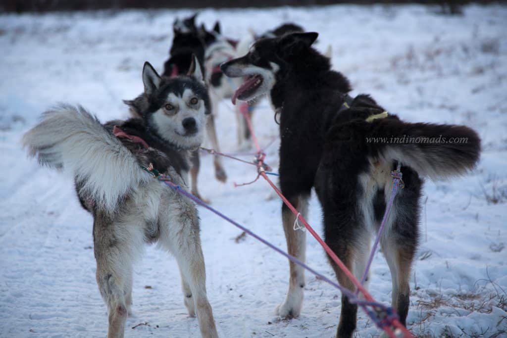 Anchorage in winter - Alaskan Huskies