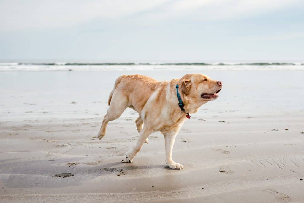 Dog friendly beaches half moon bay