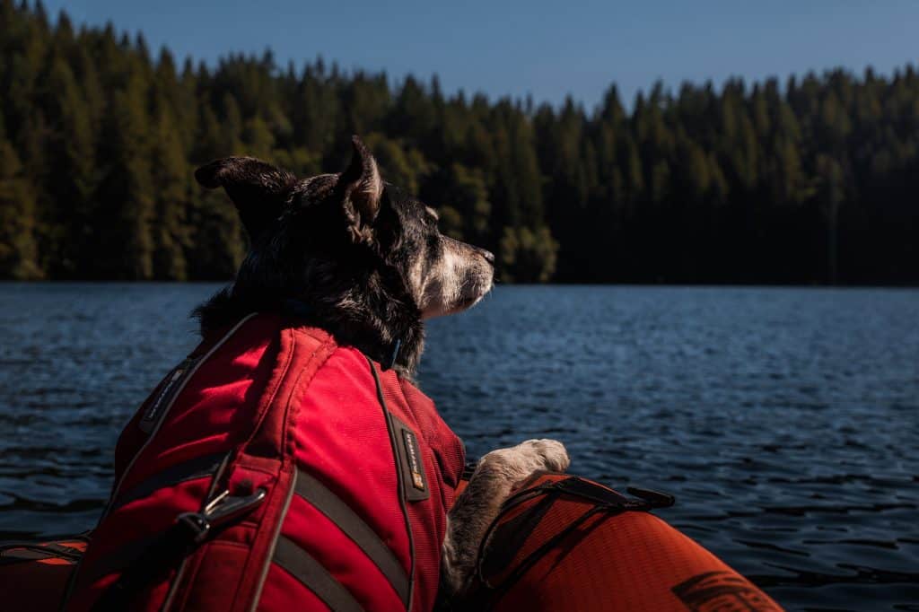 Kayaking in Half Moon Bay with Dog