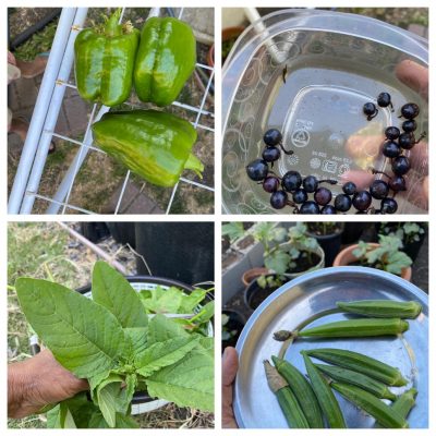Bay Area Gardening – Welcome To My Backyard Garden