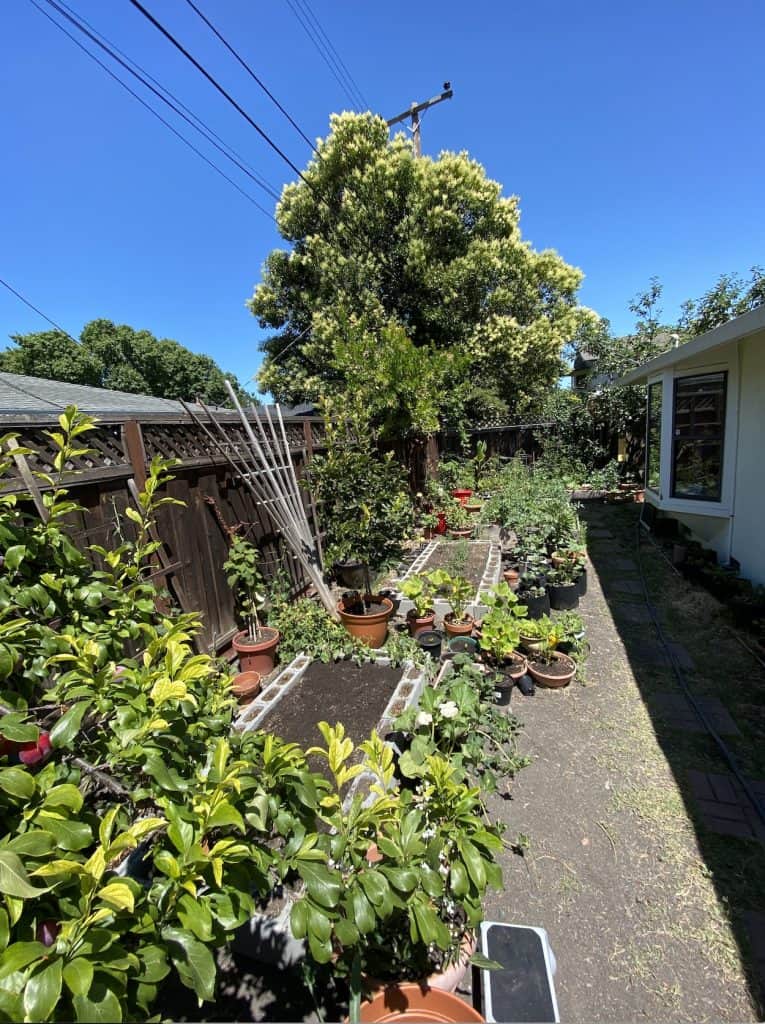 Bay Area Gardening – Welcome To My Backyard Garden