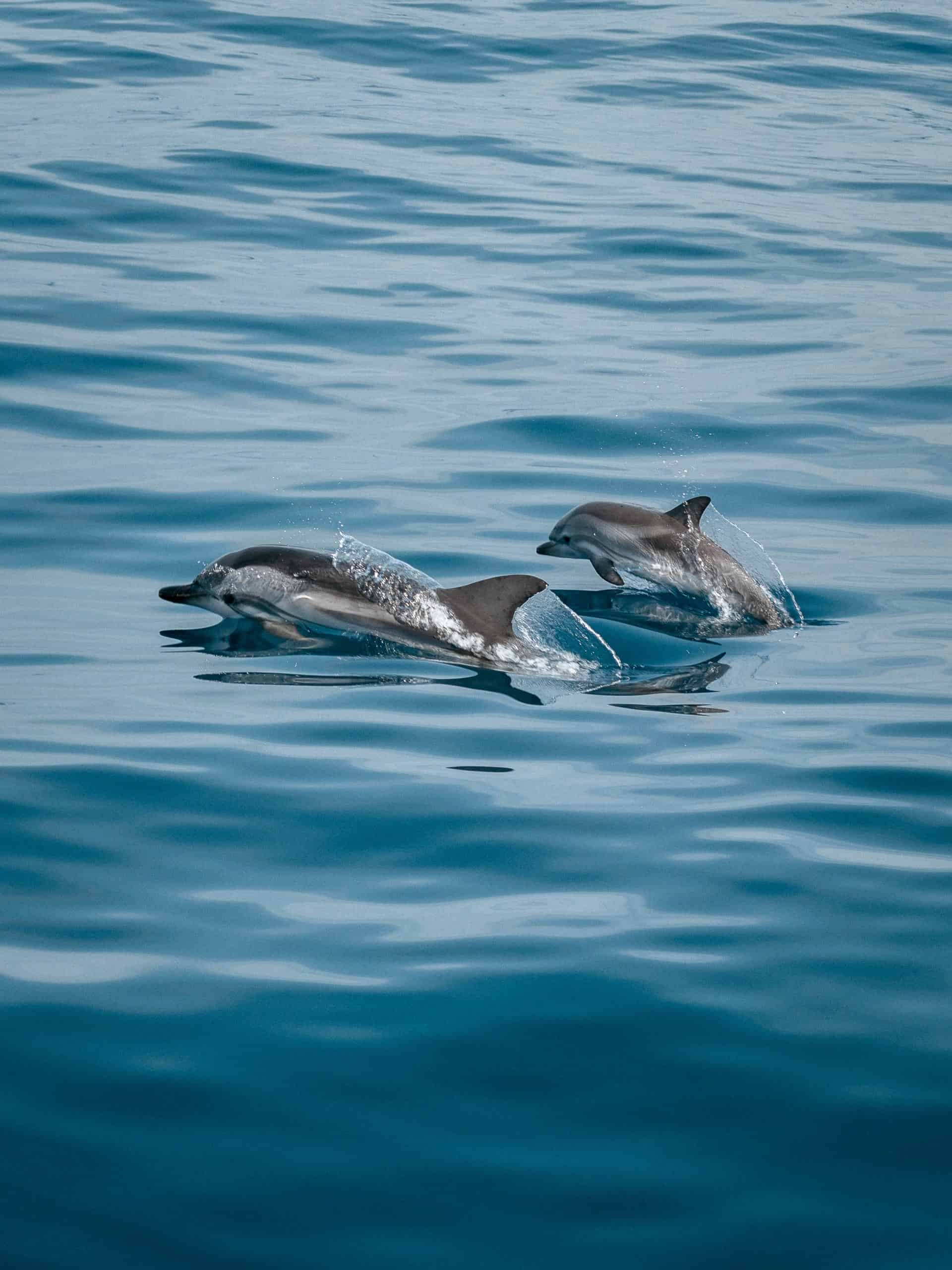 Bocas Dolphin Bay